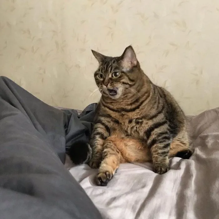 This Chunky Cat Named Manggo Will Steal Your Heart With Her Hilarious Expressions