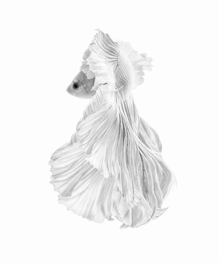 I Photographed Betta Fish In All Sorts Of Colors And Patterns (35 Pics)