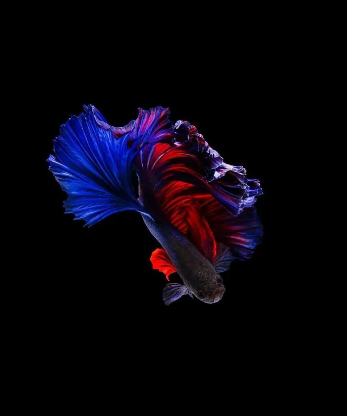 I Photographed Betta Fish In All Sorts Of Colors And Patterns (35 Pics)