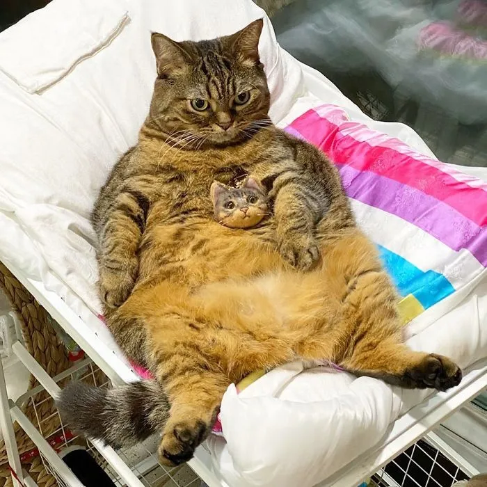 This Chunky Cat Named Manggo Will Steal Your Heart With Her Hilarious Expressions