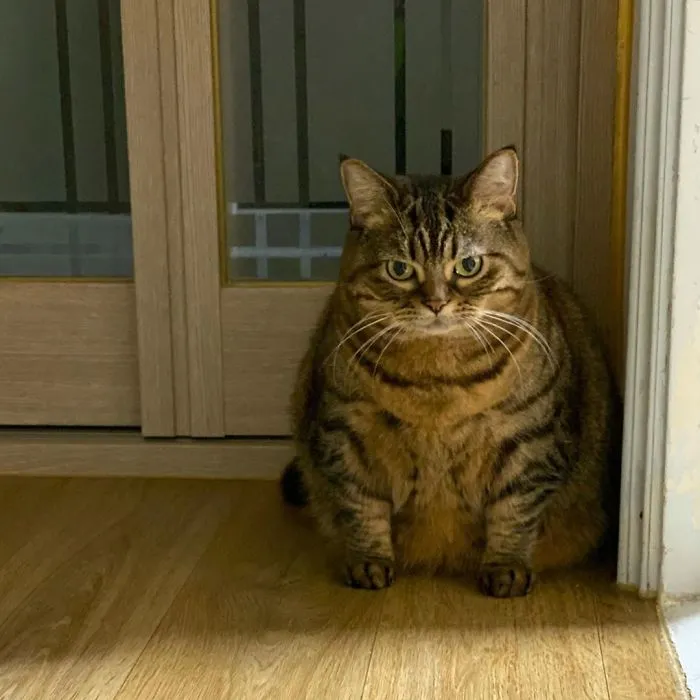 This Chunky Cat Named Manggo Will Steal Your Heart With Her Hilarious Expressions