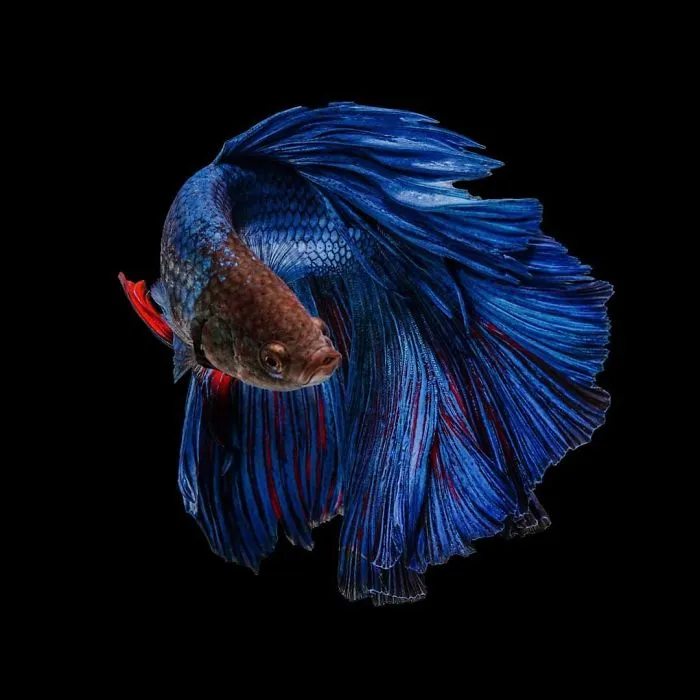Hago fotos a peces Betta con todo tipo de patrones y colores (35 imágenes)
