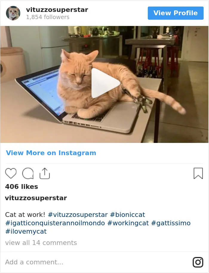 This Cat Got His Both Back Legs Amputated And Here's How His Life Looks Now (30 Pics)