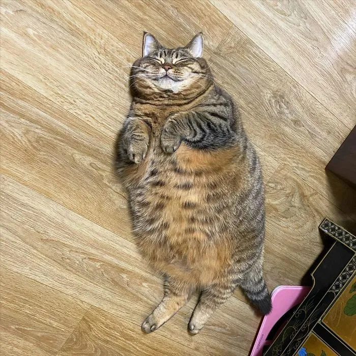 This Chunky Cat Named Manggo Will Steal Your Heart With Her Hilarious Expressions