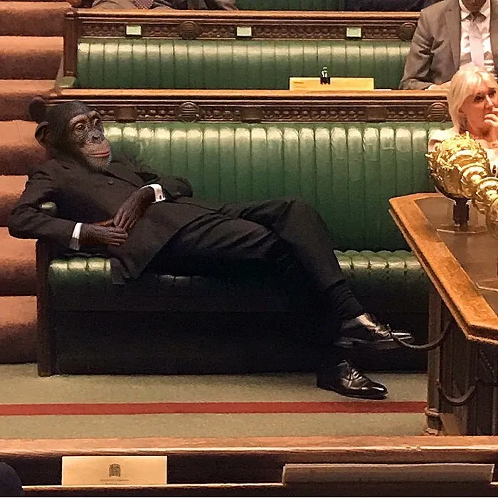 Ape Rees-Mogg