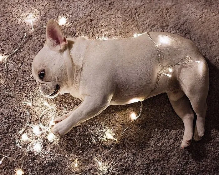 Meet This Adorable Pair Of French Bulldogs That Are Impossible Not To Love (58 Pics)