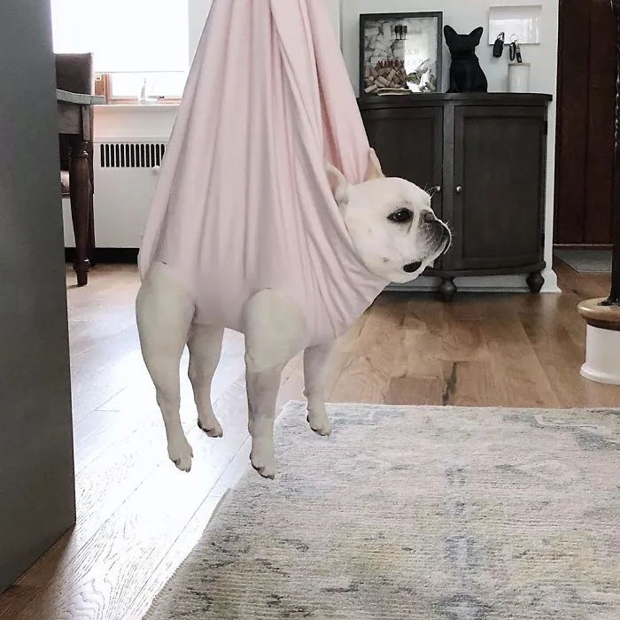 Meet This Adorable Pair Of French Bulldogs That Are Impossible Not To Love (58 Pics)