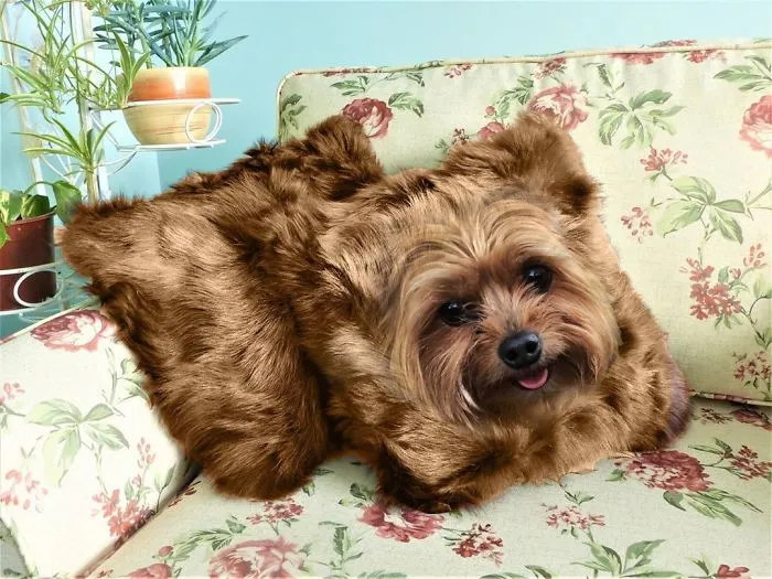 Puppillow