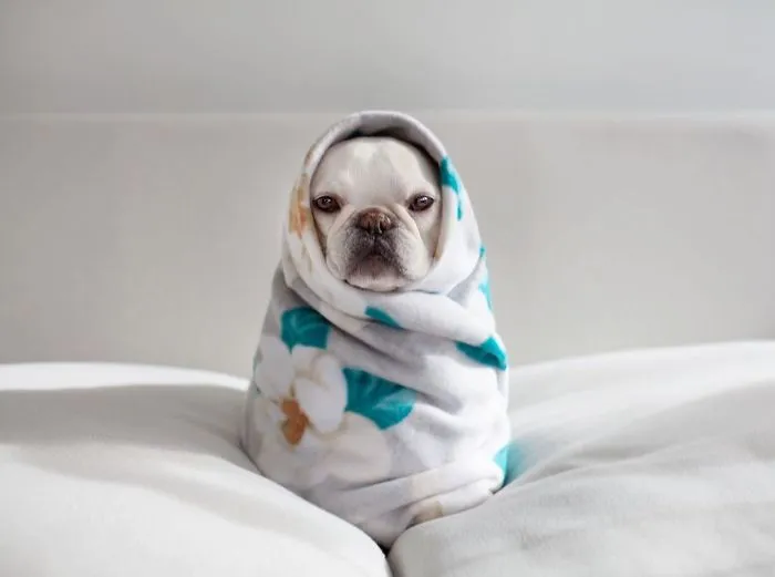 Meet This Adorable Pair Of French Bulldogs That Are Impossible Not To Love (58 Pics)
