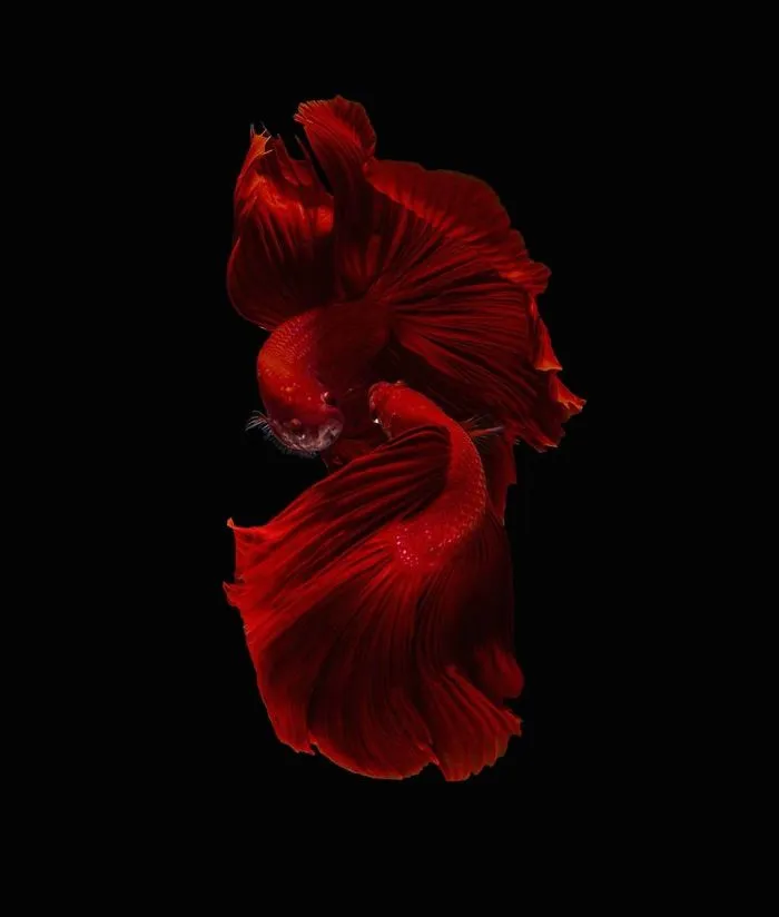 Hago fotos a peces Betta con todo tipo de patrones y colores (35 imágenes)