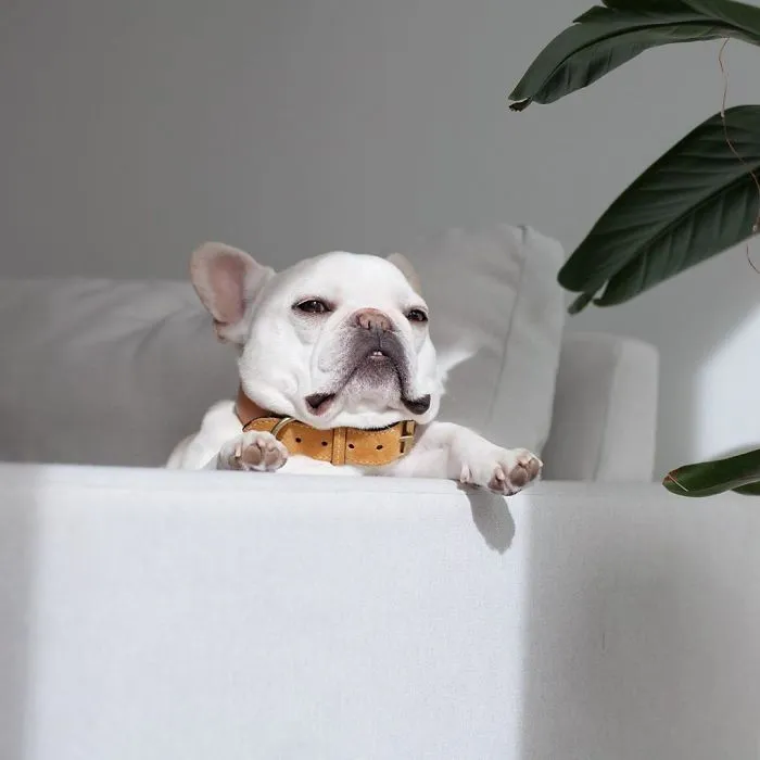 Meet This Adorable Pair Of French Bulldogs That Are Impossible Not To Love (58 Pics)