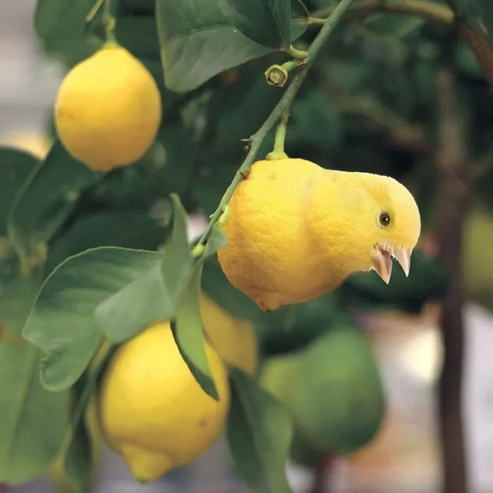 Citrusongbird