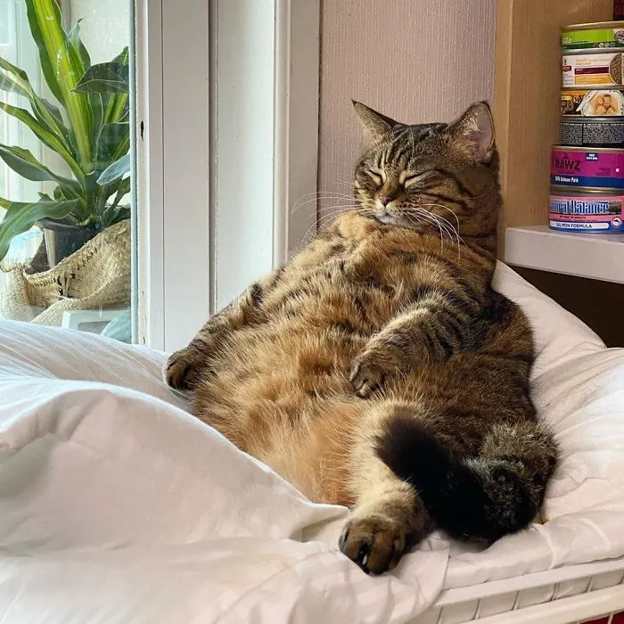 This Chunky Cat Named Manggo Will Steal Your Heart With Her Hilarious Expressions