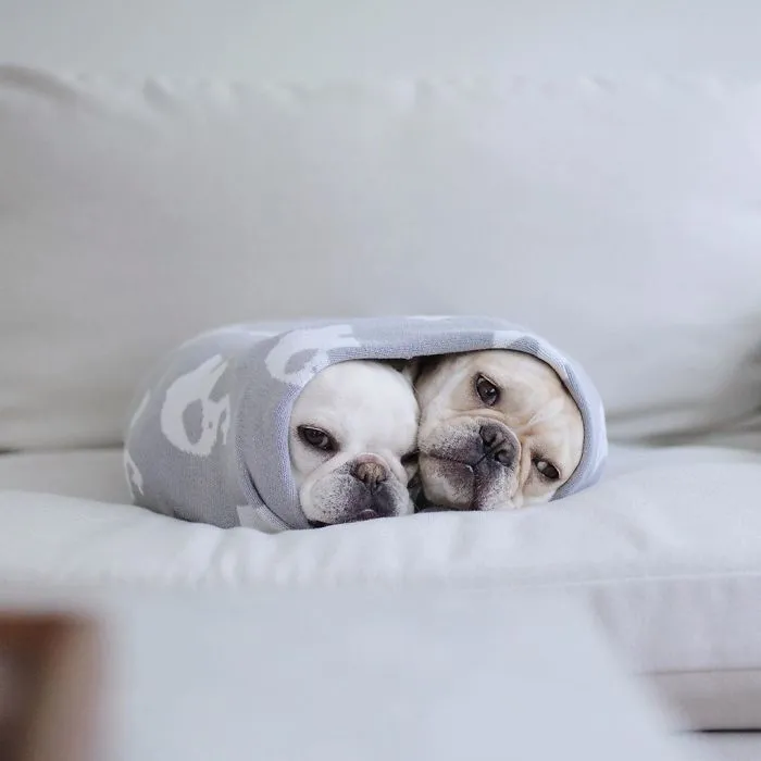 Meet This Adorable Pair Of French Bulldogs That Are Impossible Not To Love (58 Pics)
