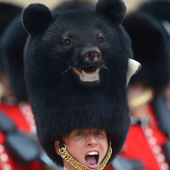 Bear On Guard