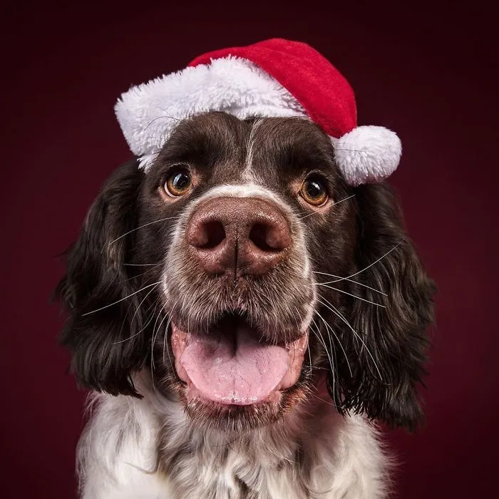 Éstas son mis 21 fotos festivas de perros navideños