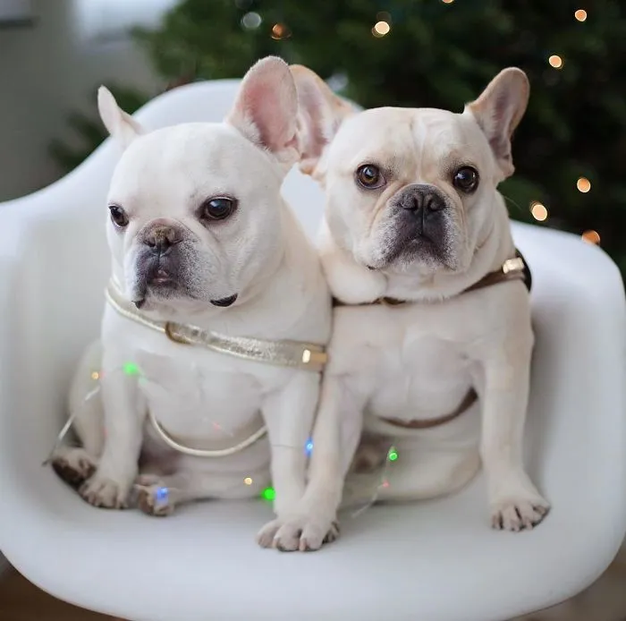 Meet This Adorable Pair Of French Bulldogs That Are Impossible Not To Love (58 Pics)