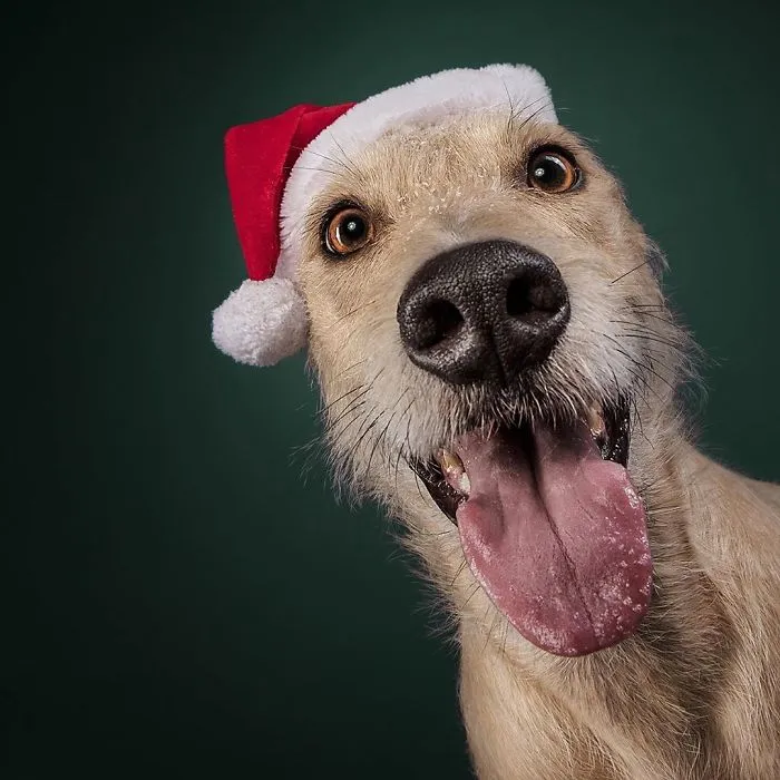 Éstas son mis 21 fotos festivas de perros navideños