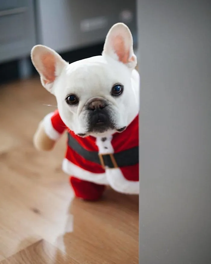 Meet This Adorable Pair Of French Bulldogs That Are Impossible Not To Love (58 Pics)