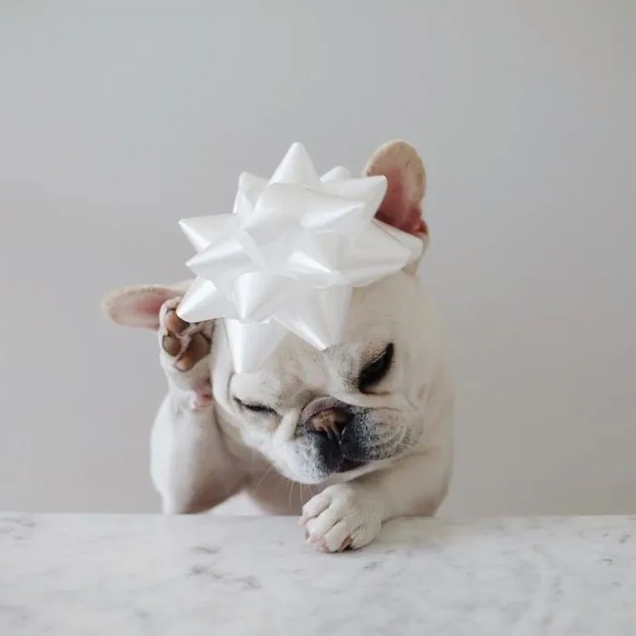Meet This Adorable Pair Of French Bulldogs That Are Impossible Not To Love (58 Pics)