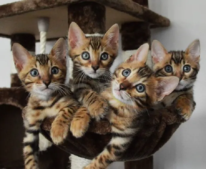 Bengal Kittens And Beangal Cats For Sale And Adoption