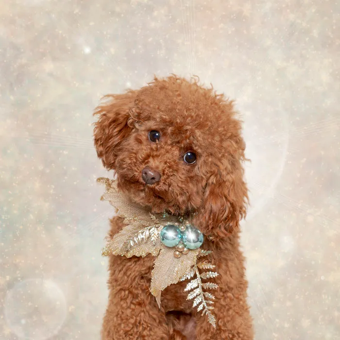 Benji