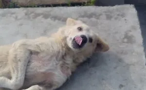 Hey