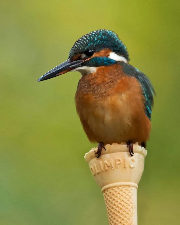 Took This One For My Daughter Who Calls Our Favorite Garden Bird, Icecream Bird
