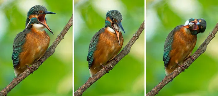 After Eating All The Fish The Kingfisher Drops A Pellet Full Of Fishbones