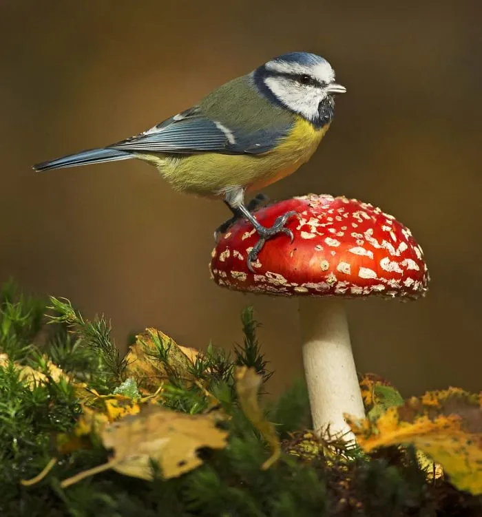 Blue Tit In Autumn
