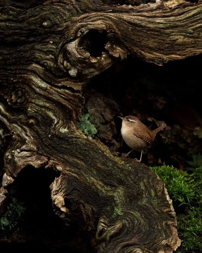 Wren