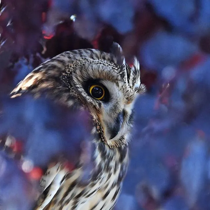 Short-Eared Owl In Autumn