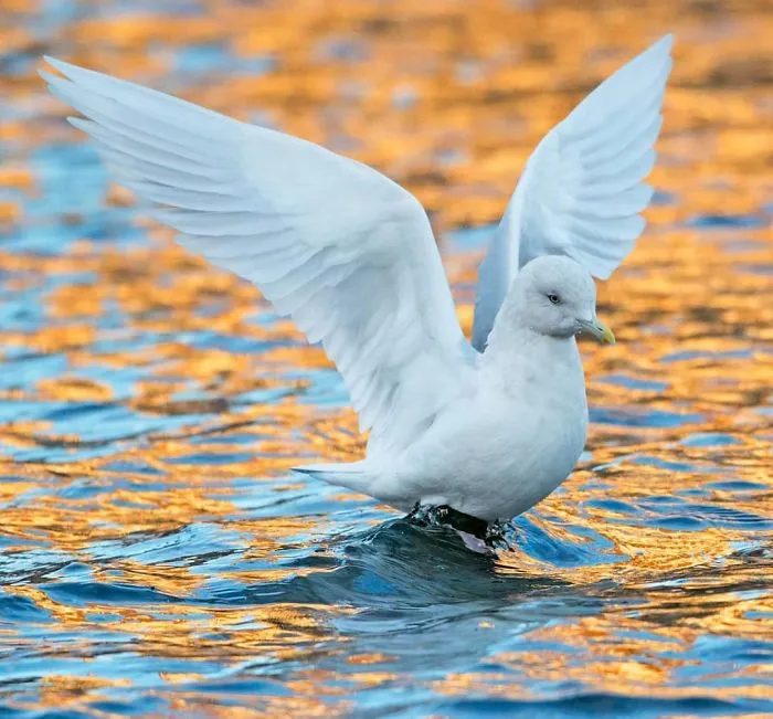Iceland Gull