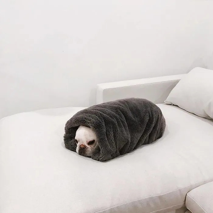 Meet This Adorable Pair Of French Bulldogs That Are Impossible Not To Love (58 Pics)