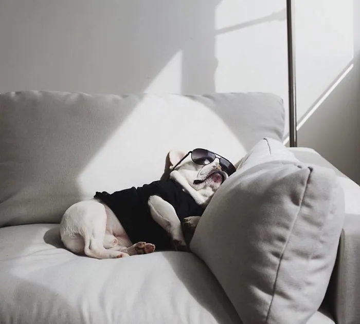 Meet This Adorable Pair Of French Bulldogs That Are Impossible Not To Love (58 Pics)