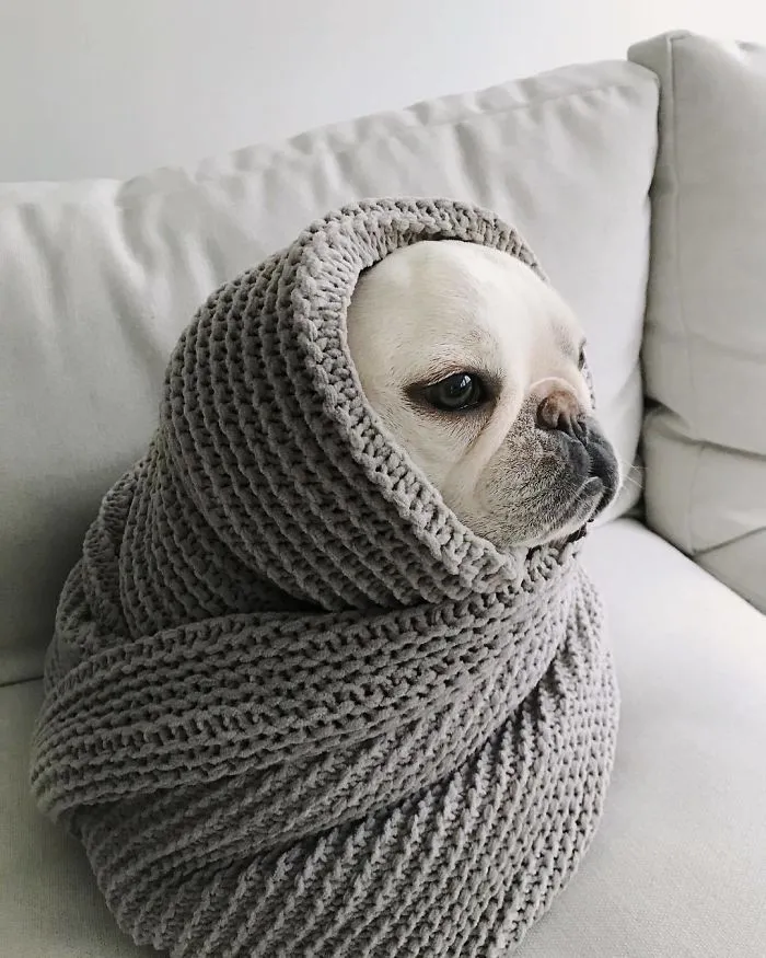 Meet This Adorable Pair Of French Bulldogs That Are Impossible Not To Love (58 Pics)