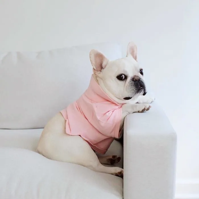 Meet This Adorable Pair Of French Bulldogs That Are Impossible Not To Love (58 Pics)