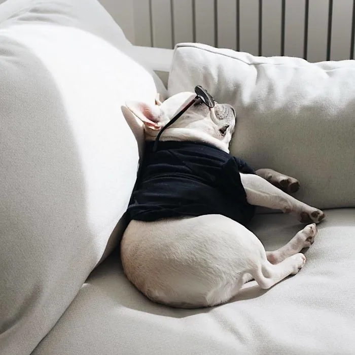 Meet This Adorable Pair Of French Bulldogs That Are Impossible Not To Love (58 Pics)