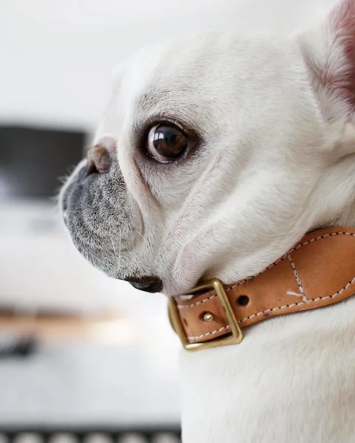 Meet This Adorable Pair Of French Bulldogs That Are Impossible Not To Love (58 Pics)