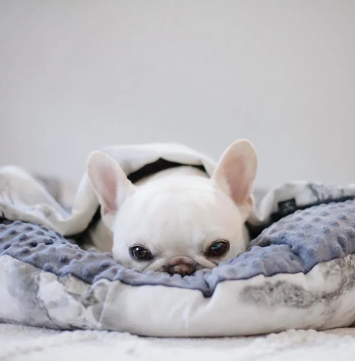 Meet This Adorable Pair Of French Bulldogs That Are Impossible Not To Love (58 Pics)