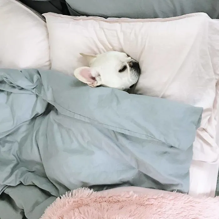 Meet This Adorable Pair Of French Bulldogs That Are Impossible Not To Love (58 Pics)