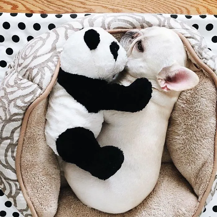 Meet This Adorable Pair Of French Bulldogs That Are Impossible Not To Love (58 Pics)