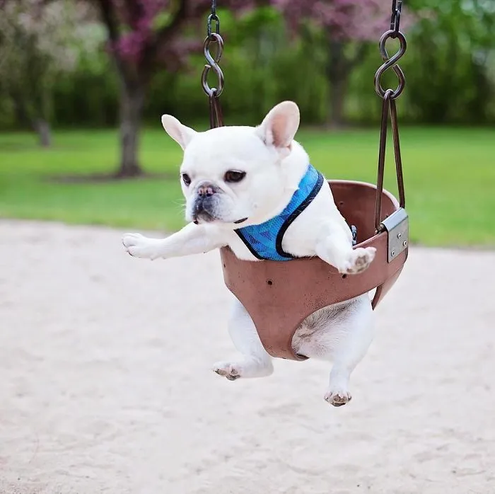 Meet This Adorable Pair Of French Bulldogs That Are Impossible Not To Love (58 Pics)
