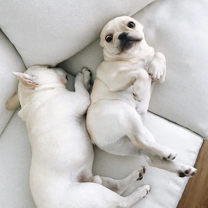 Meet This Adorable Pair Of French Bulldogs That Are Impossible Not To Love (58 Pics)