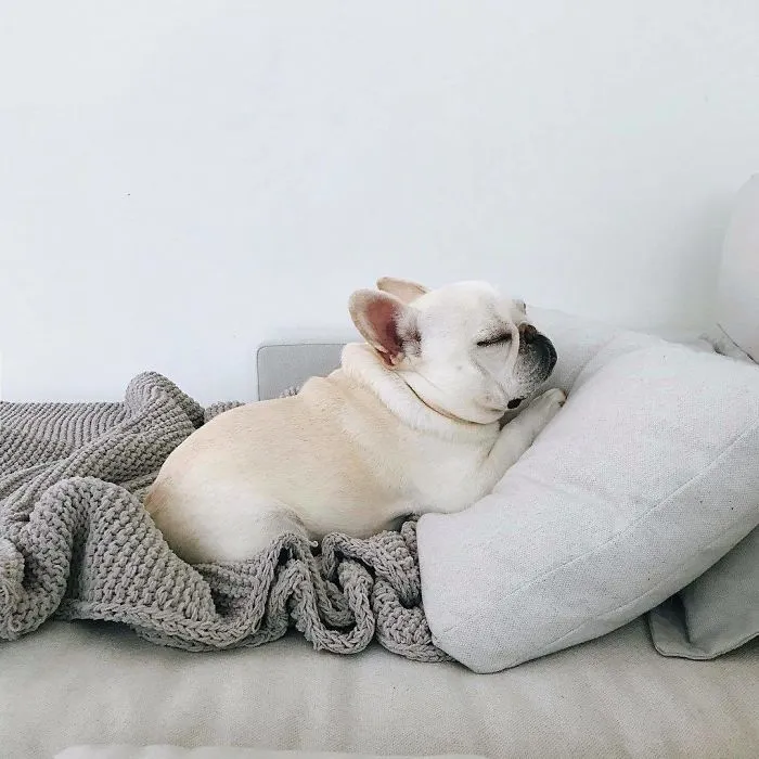 Meet This Adorable Pair Of French Bulldogs That Are Impossible Not To Love (58 Pics)