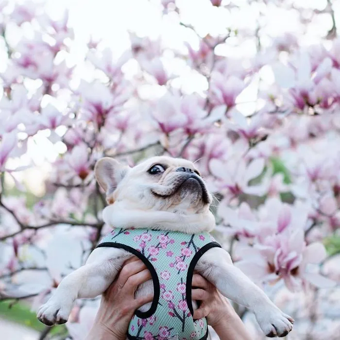 Meet This Adorable Pair Of French Bulldogs That Are Impossible Not To Love (58 Pics)