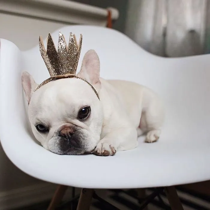 Meet This Adorable Pair Of French Bulldogs That Are Impossible Not To Love (58 Pics)