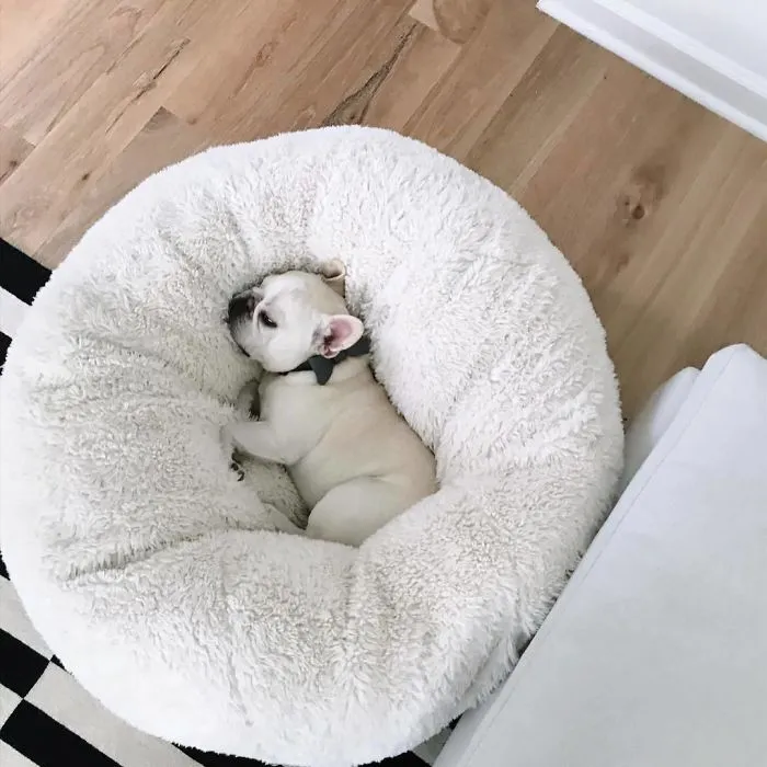 Meet This Adorable Pair Of French Bulldogs That Are Impossible Not To Love (58 Pics)