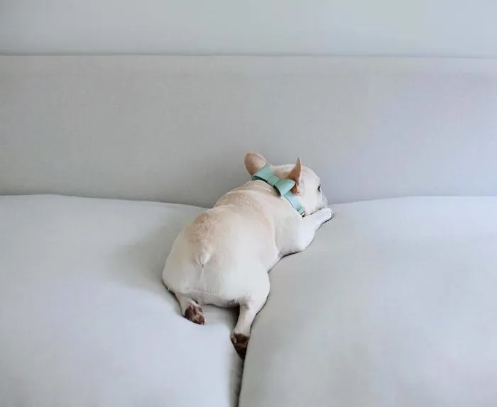 Meet This Adorable Pair Of French Bulldogs That Are Impossible Not To Love (58 Pics)