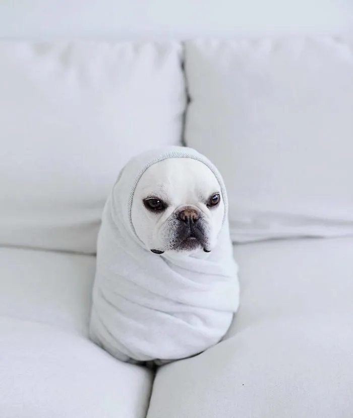 Meet This Adorable Pair Of French Bulldogs That Are Impossible Not To Love (58 Pics)
